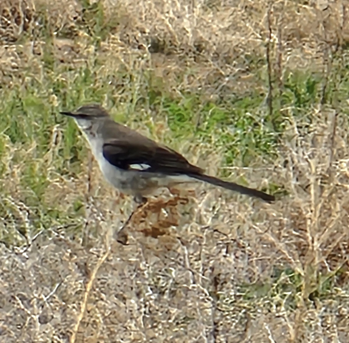 Northern Mockingbird - Russell Clayshulte