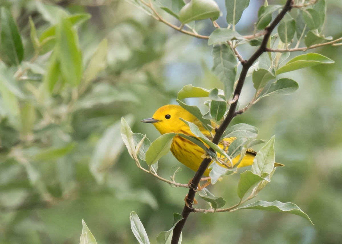 Yellow Warbler - Harrison Ponn