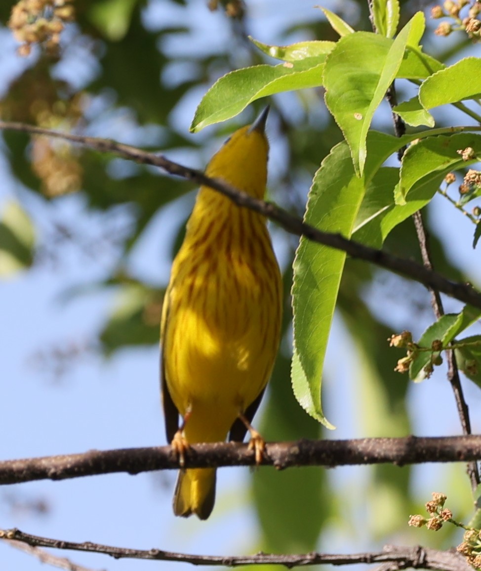 Yellow Warbler - Gerry Lebing