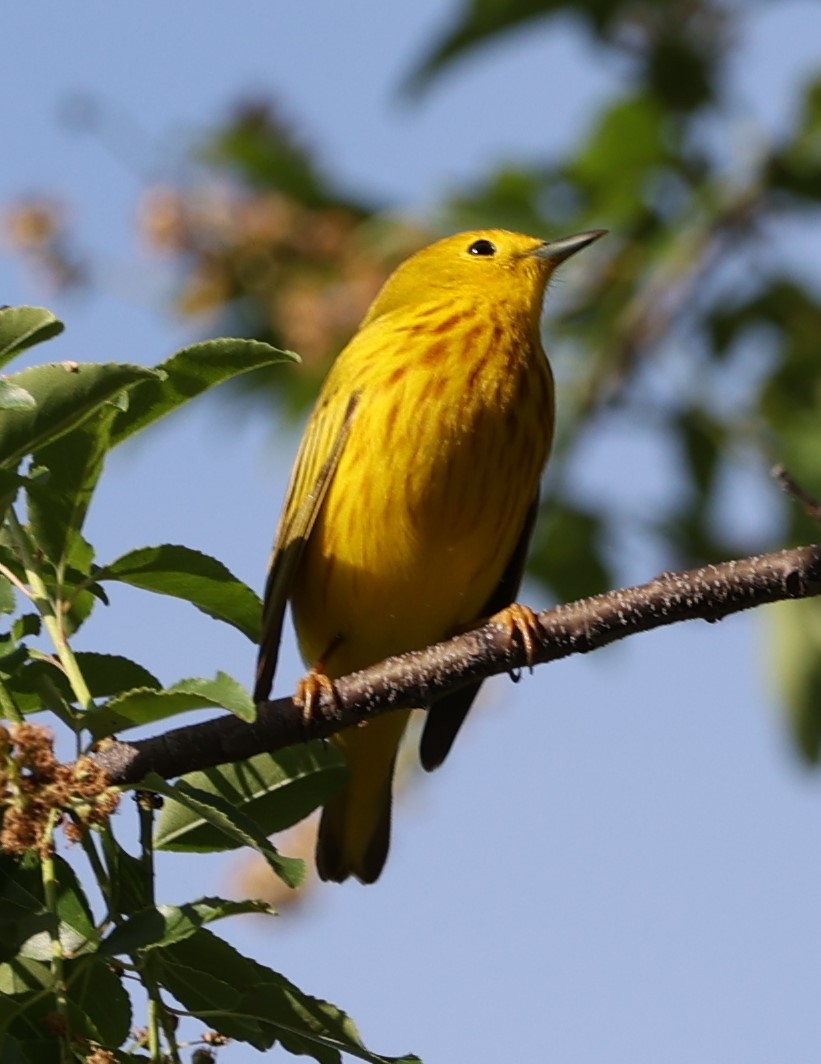 Yellow Warbler - Gerry Lebing