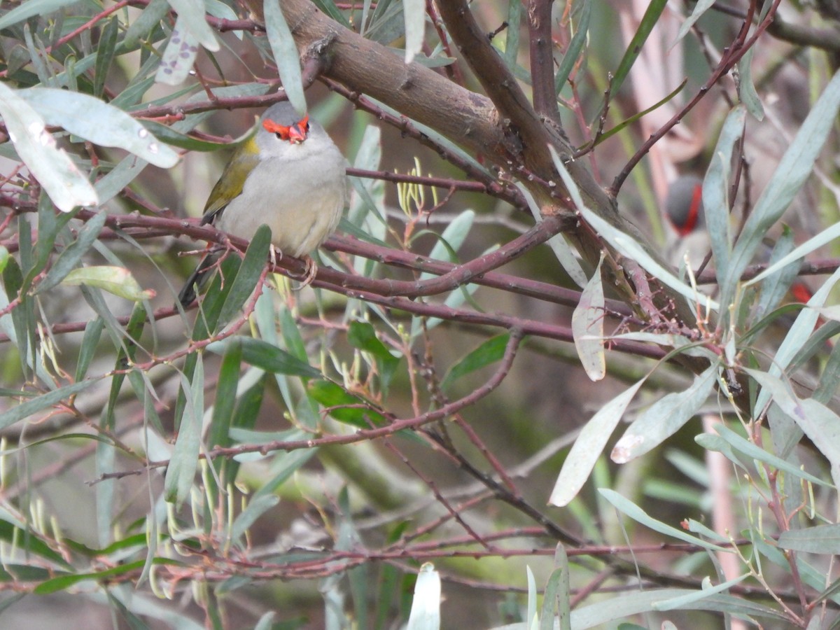 Red-browed Firetail - Jeffrey Crawley