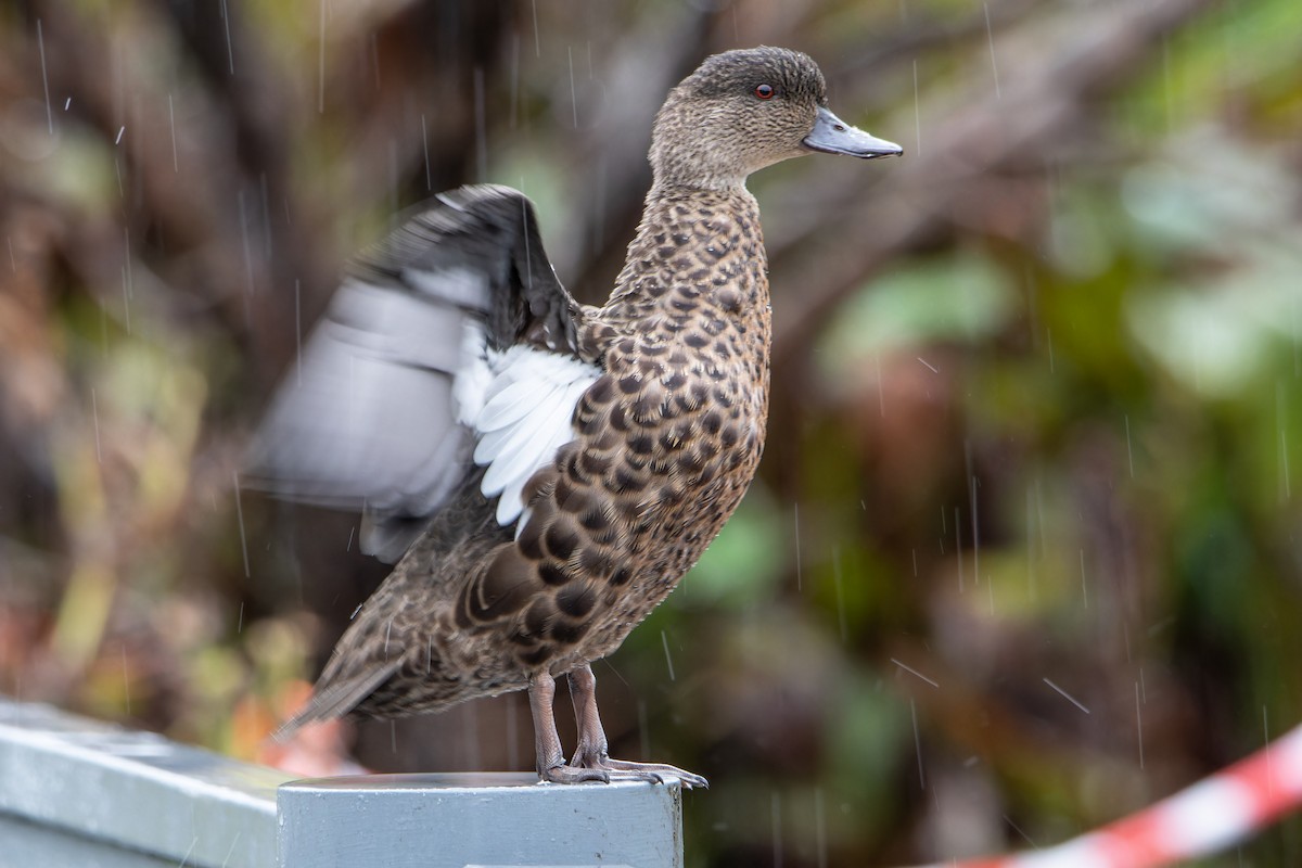 Chestnut Teal - Martin Potter