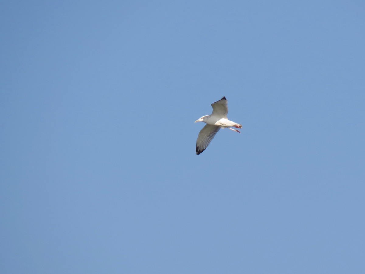 Caspian Gull - Mark Smiles