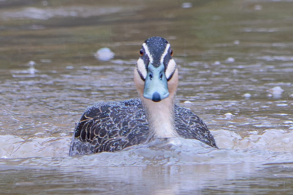 Pacific Black Duck - Martin Potter