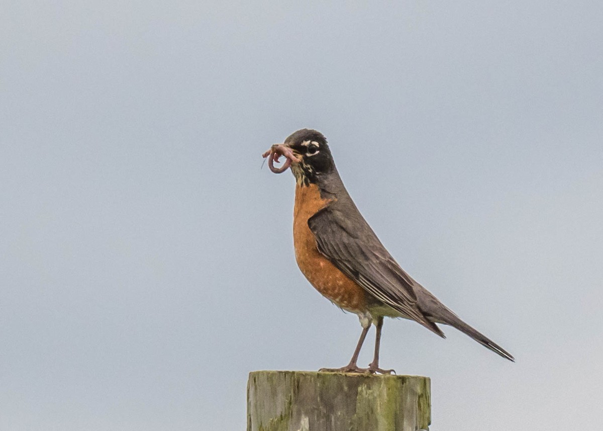 American Robin - Harrison Ponn