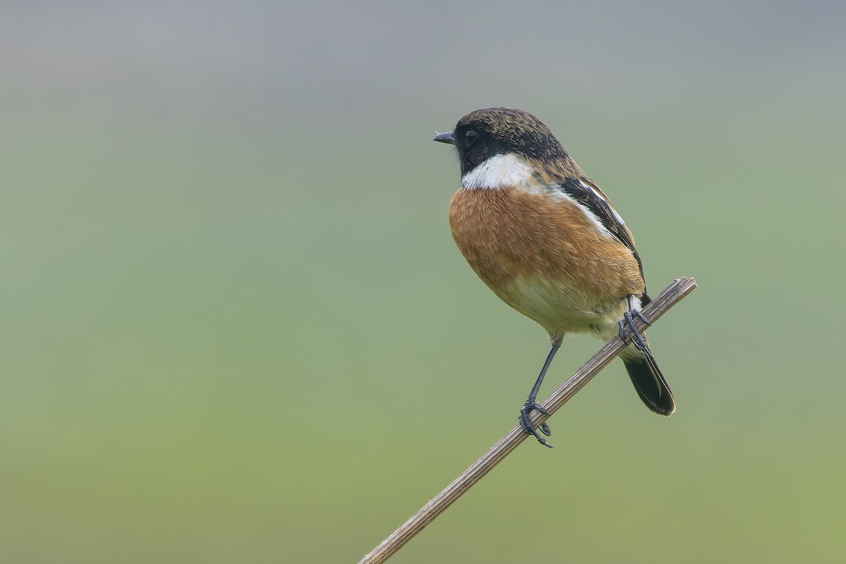 European Stonechat - Graham Ella