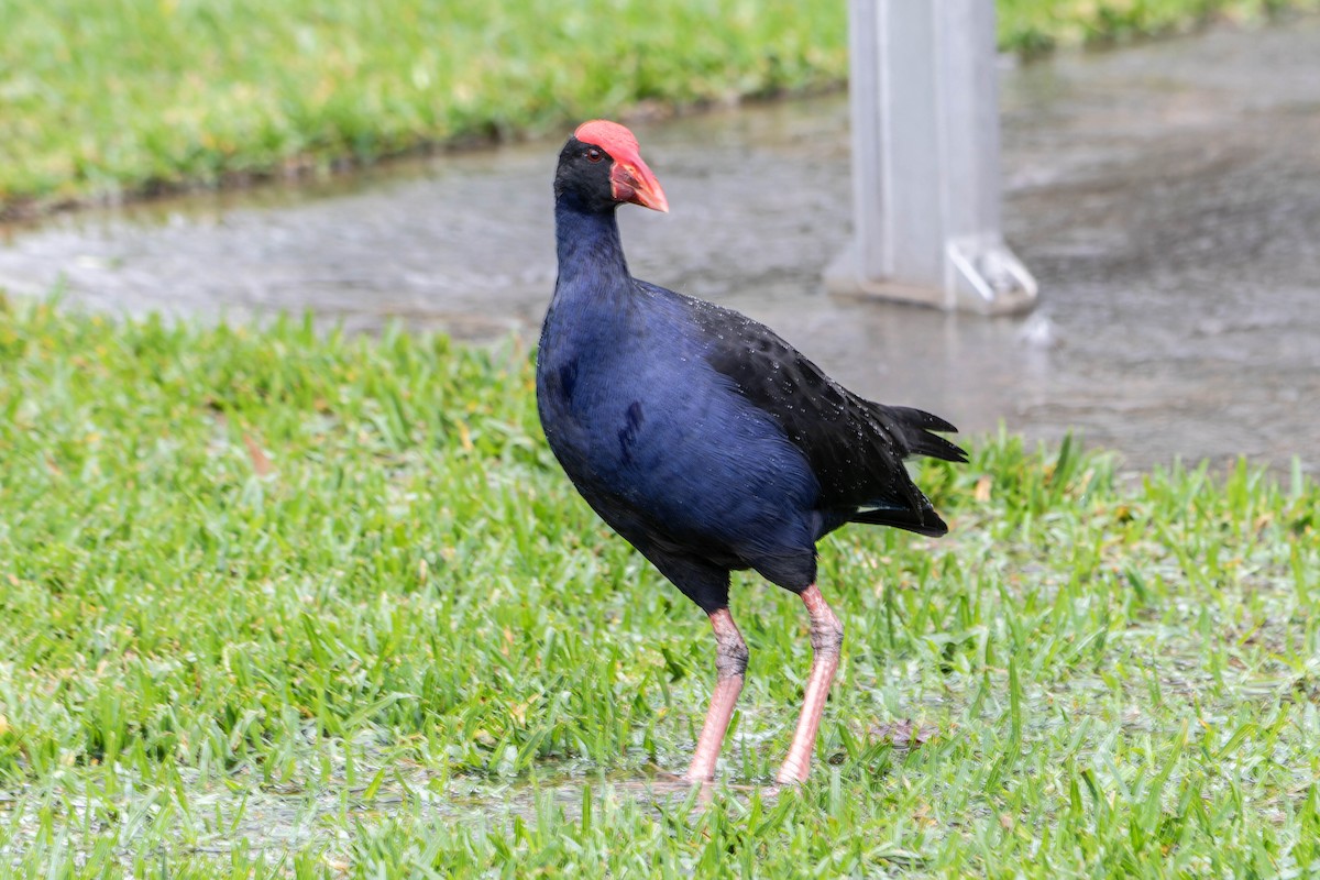 Australasian Swamphen - ML618811371