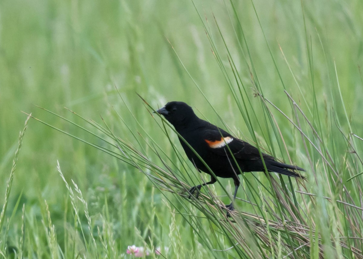 Red-winged Blackbird - Harrison Ponn
