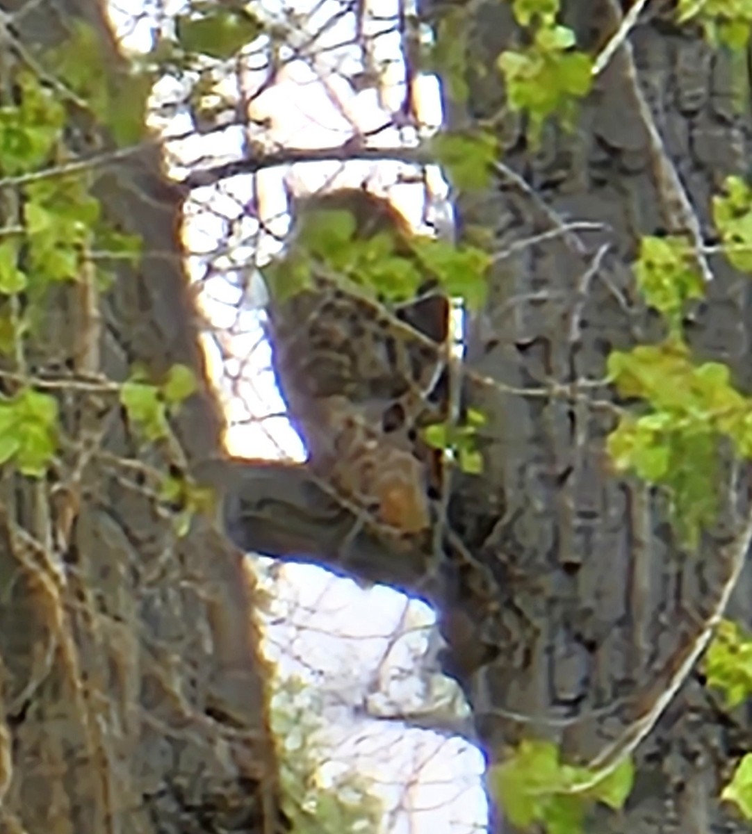 Great Horned Owl - Russell Clayshulte