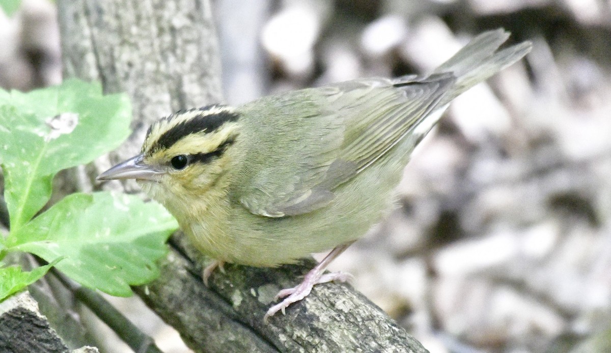 Worm-eating Warbler - Harrison Calvin