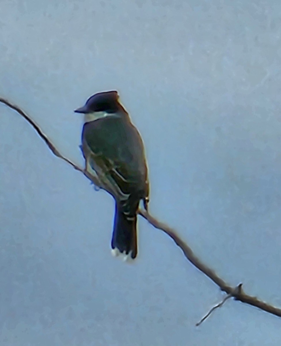 Eastern Kingbird - Russell Clayshulte