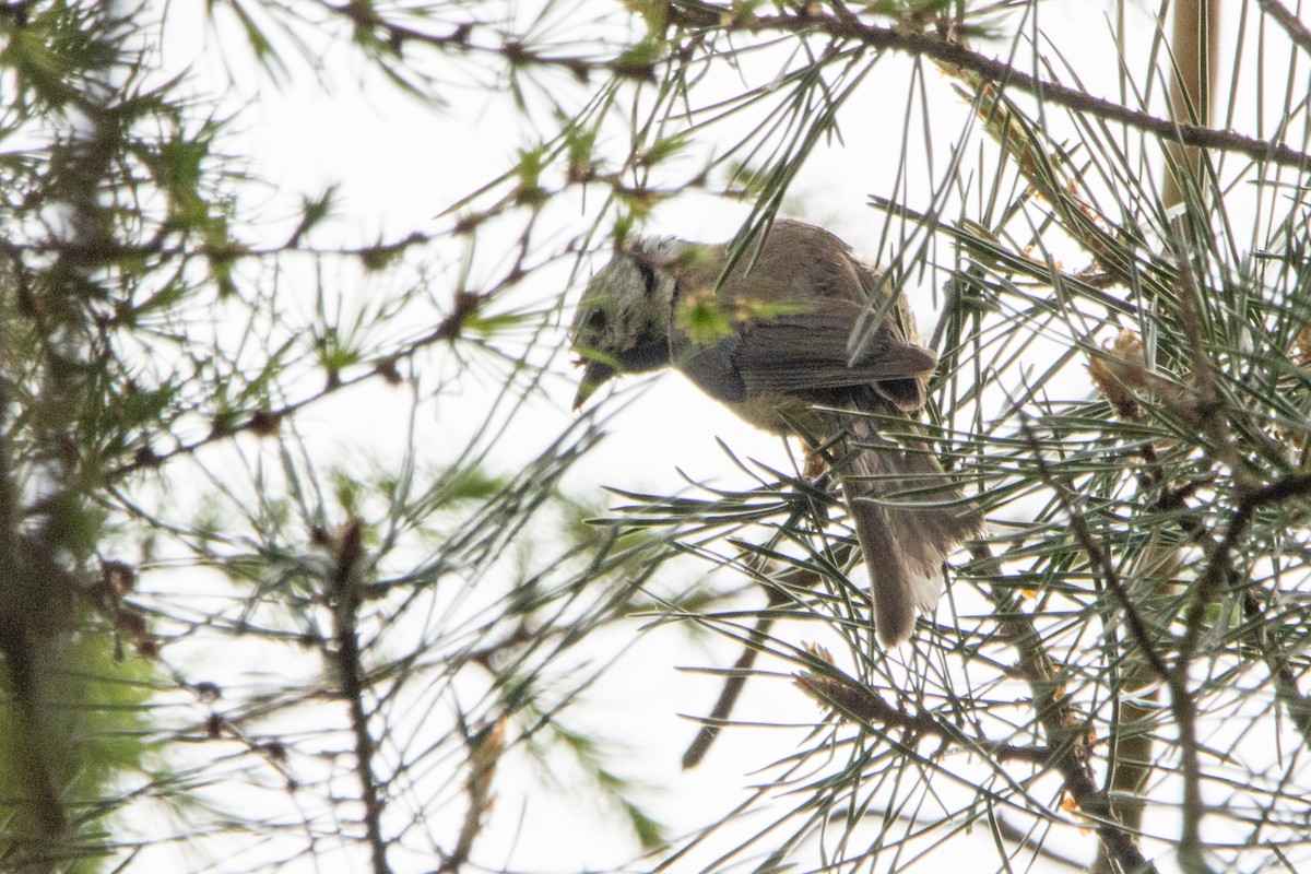 Crested Tit - Letty Roedolf Groenenboom