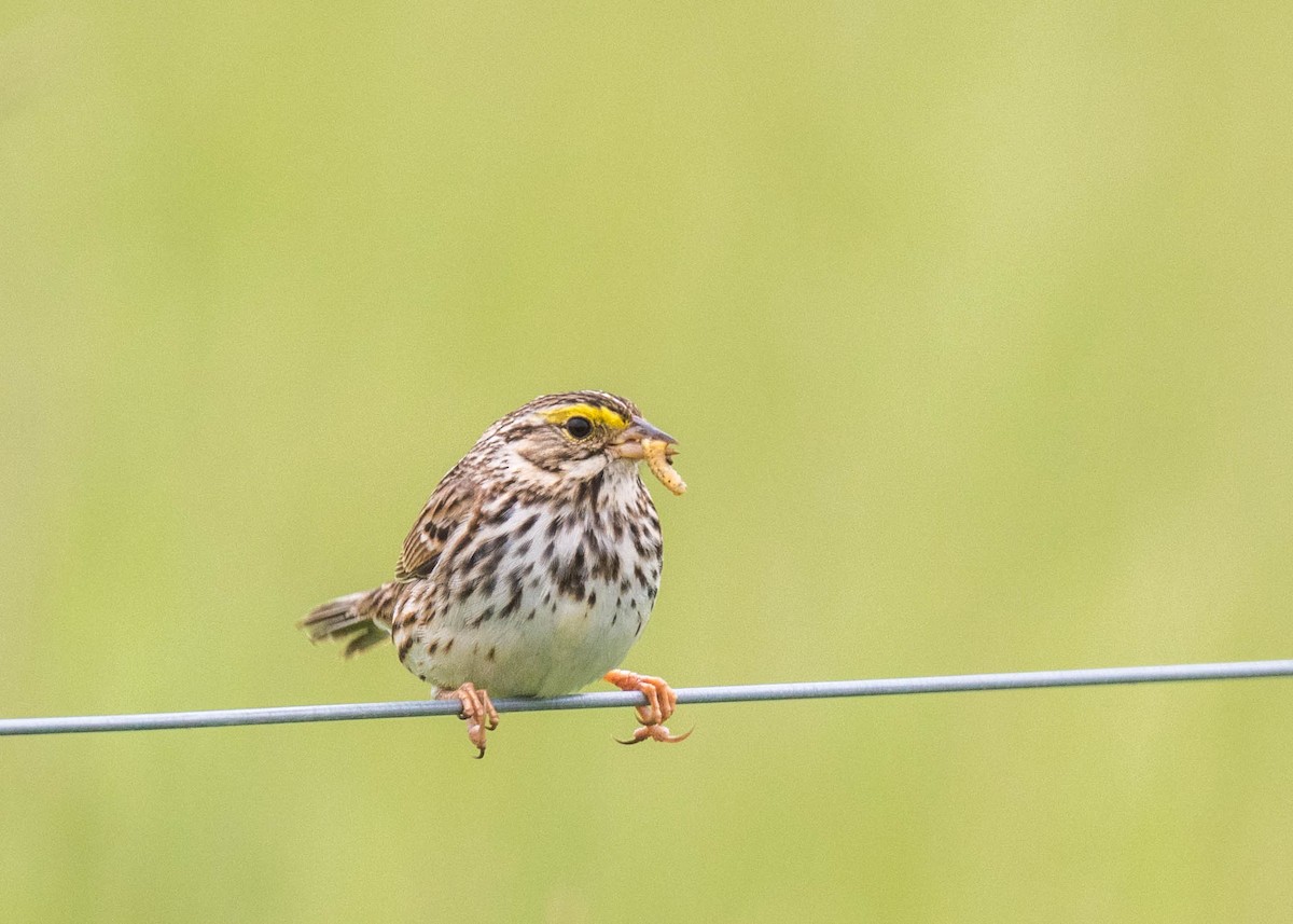 Savannah Sparrow - Harrison Ponn