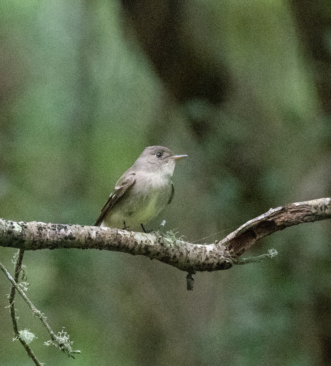 Eastern Wood-Pewee - Robert Provost