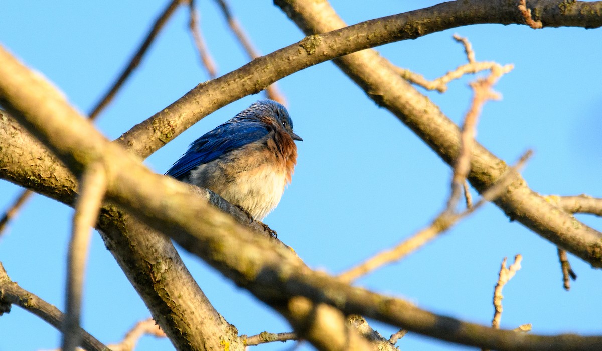 Eastern Bluebird - Tim Griffiths