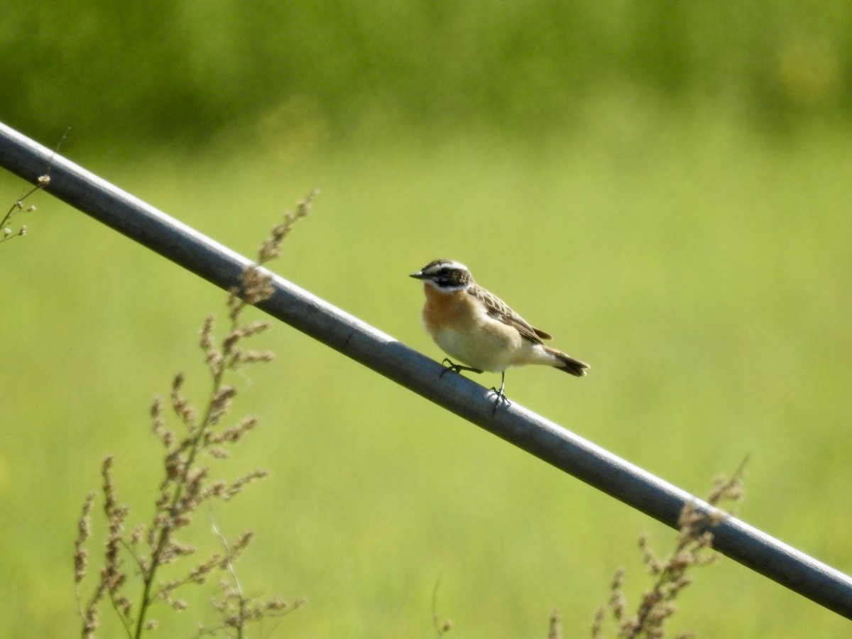 Whinchat - Valters Videnieks