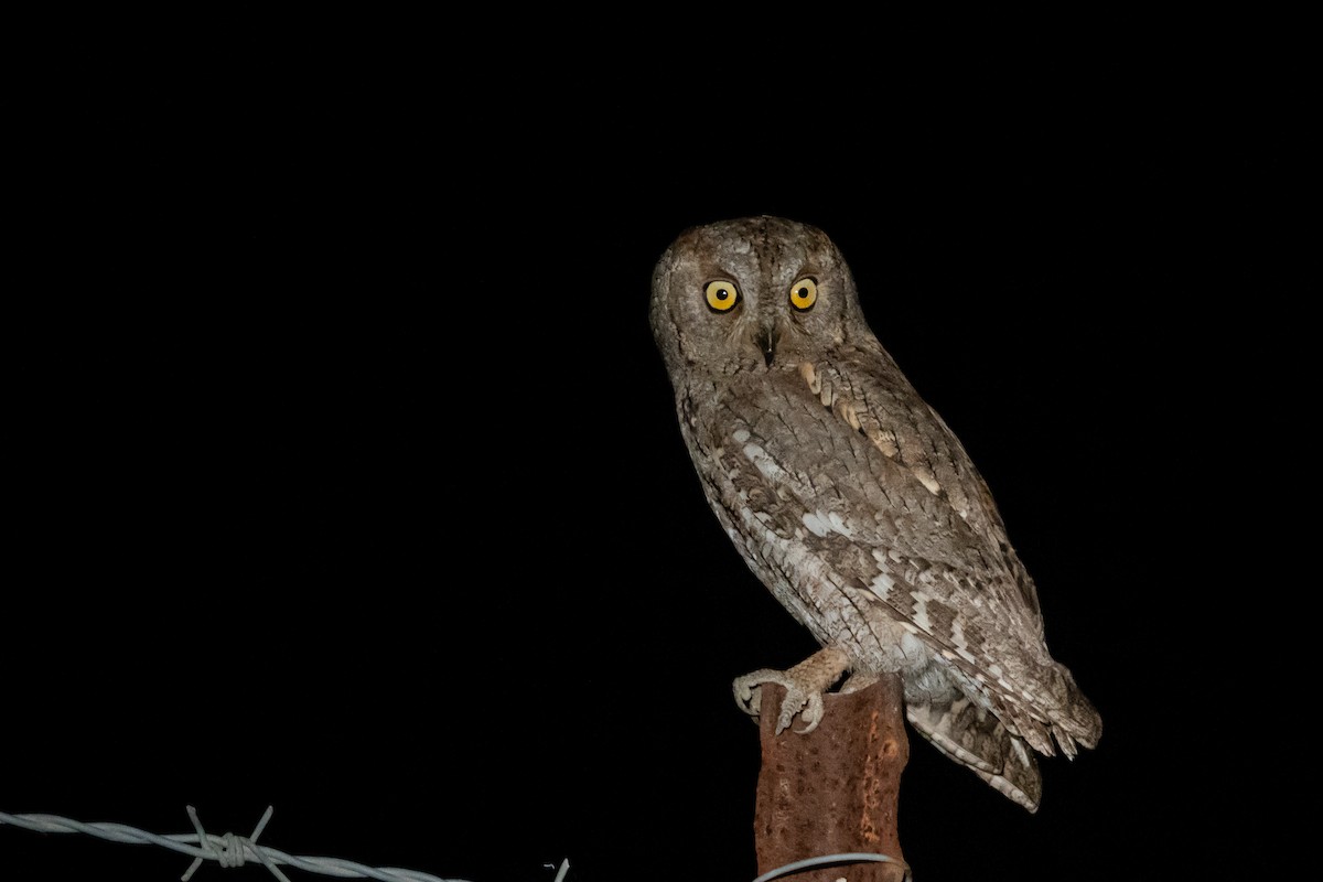 Eurasian Scops-Owl - Piki Ish-Shalom