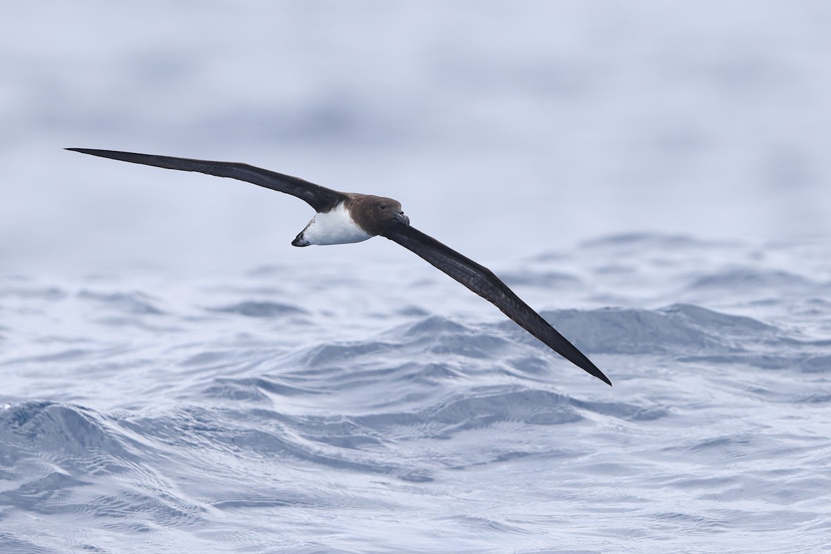 Tahiti Petrel - Hao Zheng