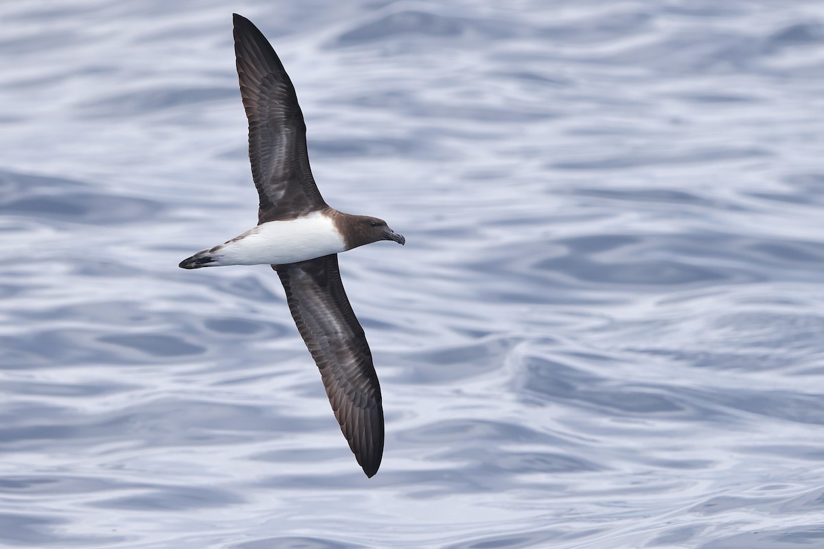 Tahiti Petrel - Hao Zheng