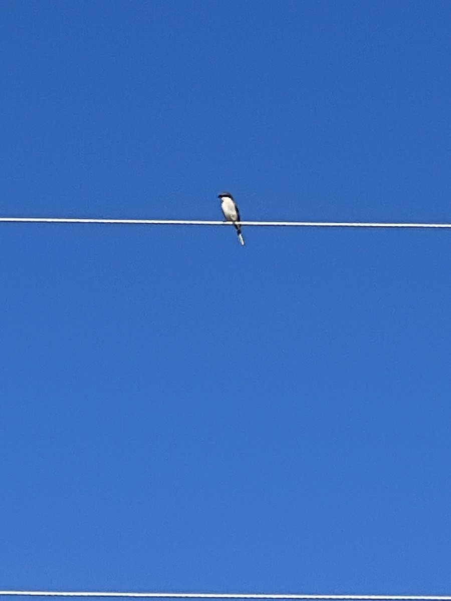 Loggerhead Shrike - Nick Wallace