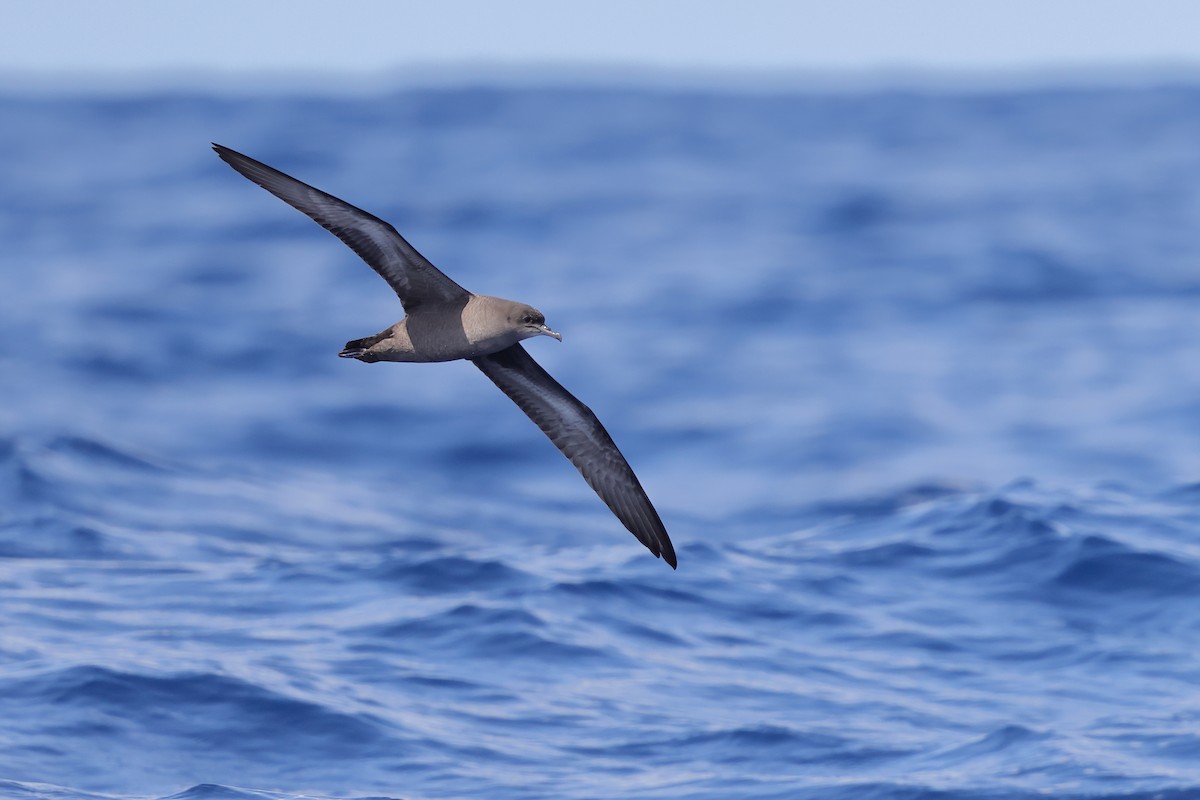 Short-tailed Shearwater - Jeran Lin