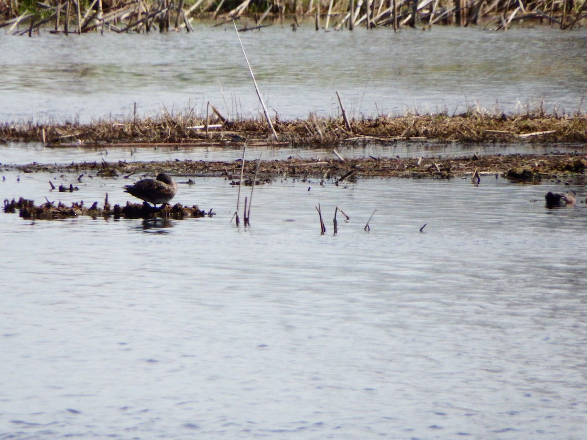 American Wigeon - Marcel Mondor