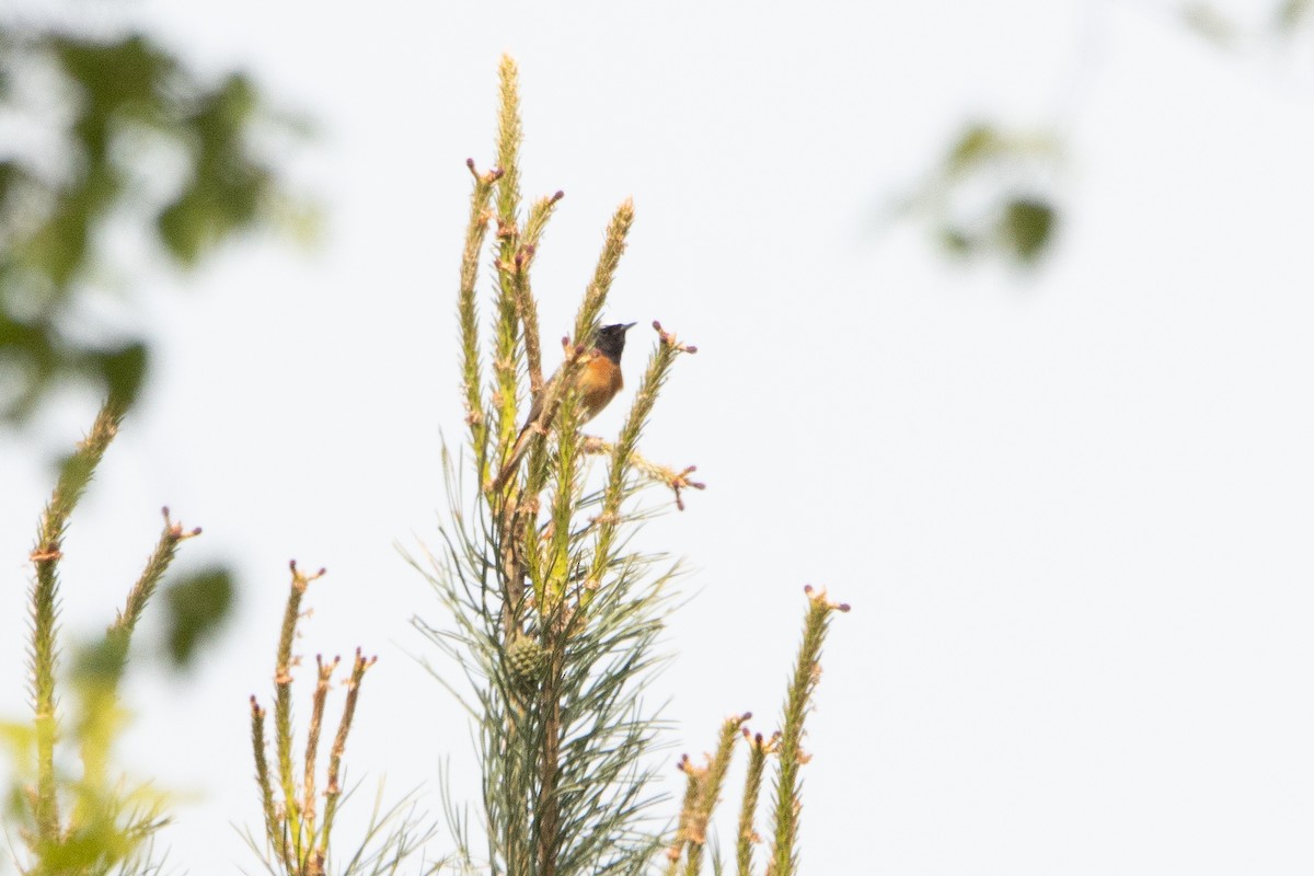 Common Redstart - Letty Roedolf Groenenboom