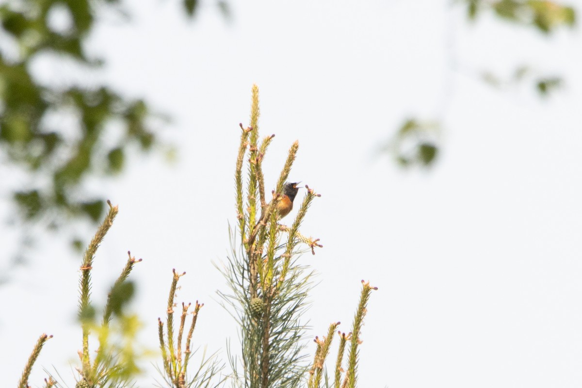 Common Redstart - Letty Roedolf Groenenboom