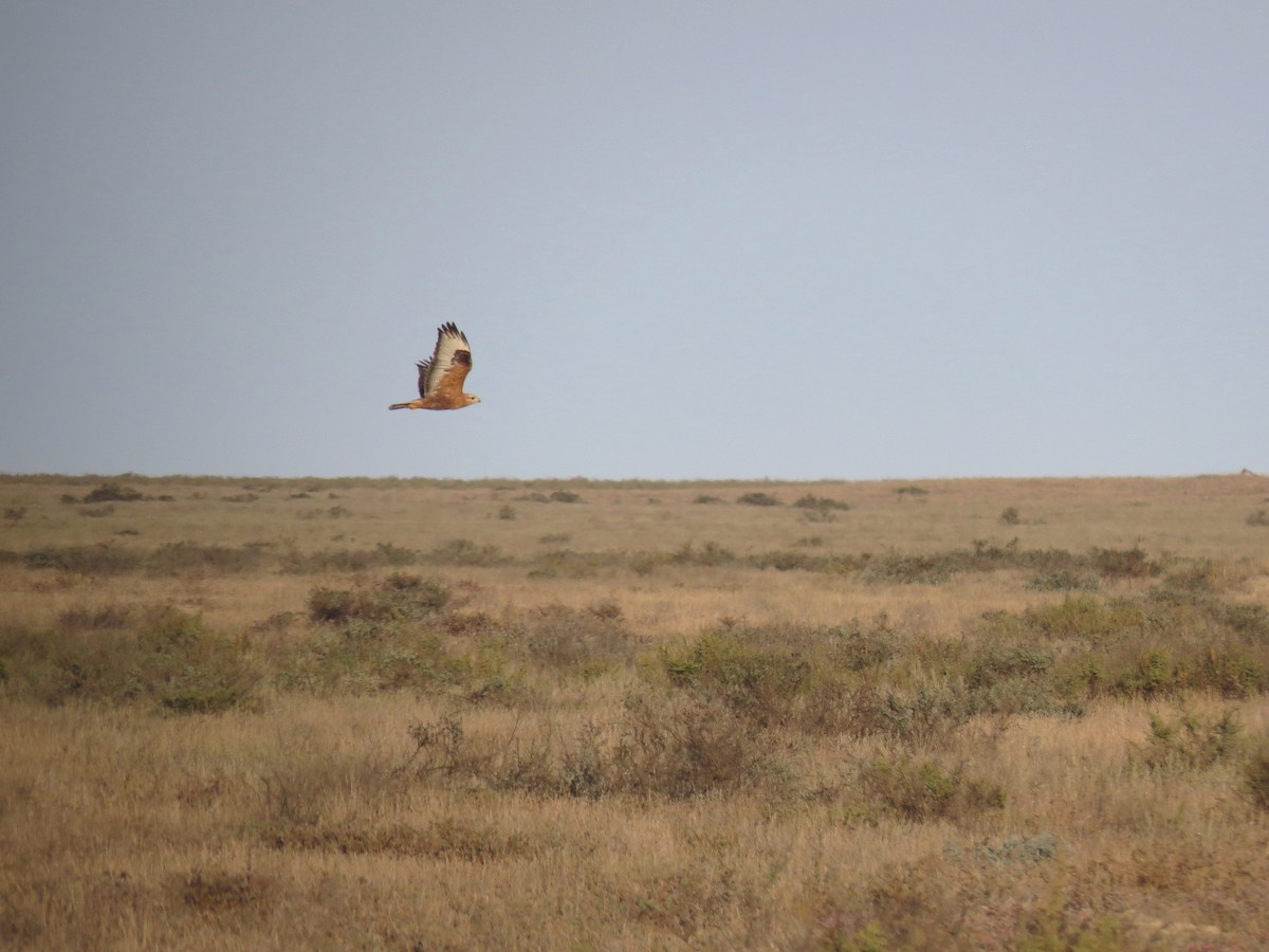 Long-legged Buzzard - Mark Smiles