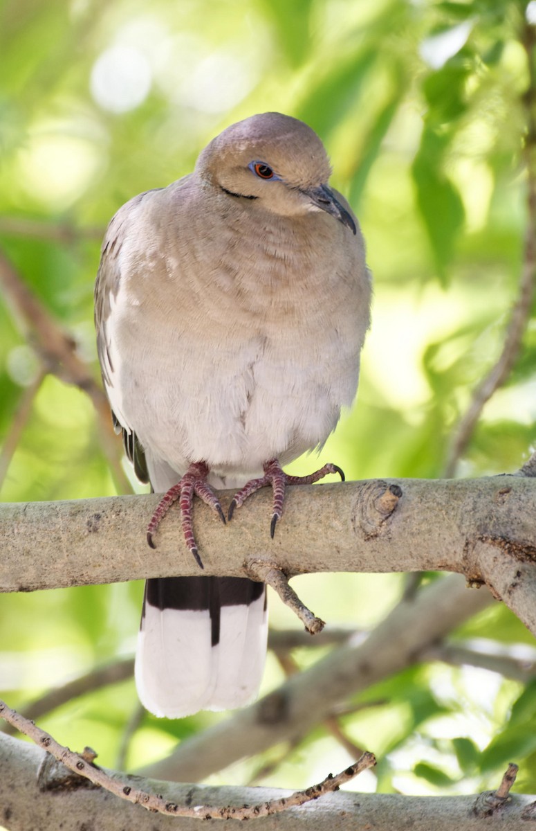 White-winged Dove - Leslie Holzmann