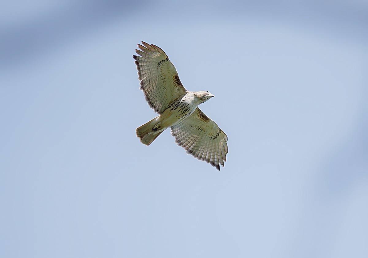 Red-tailed Hawk - Osvaldo Araya