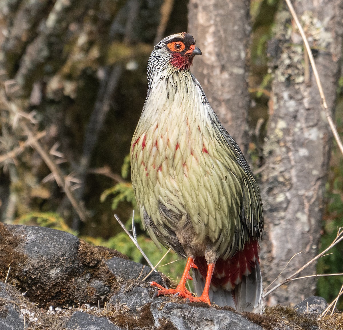 Blood Pheasant - James Moore (Maryland)