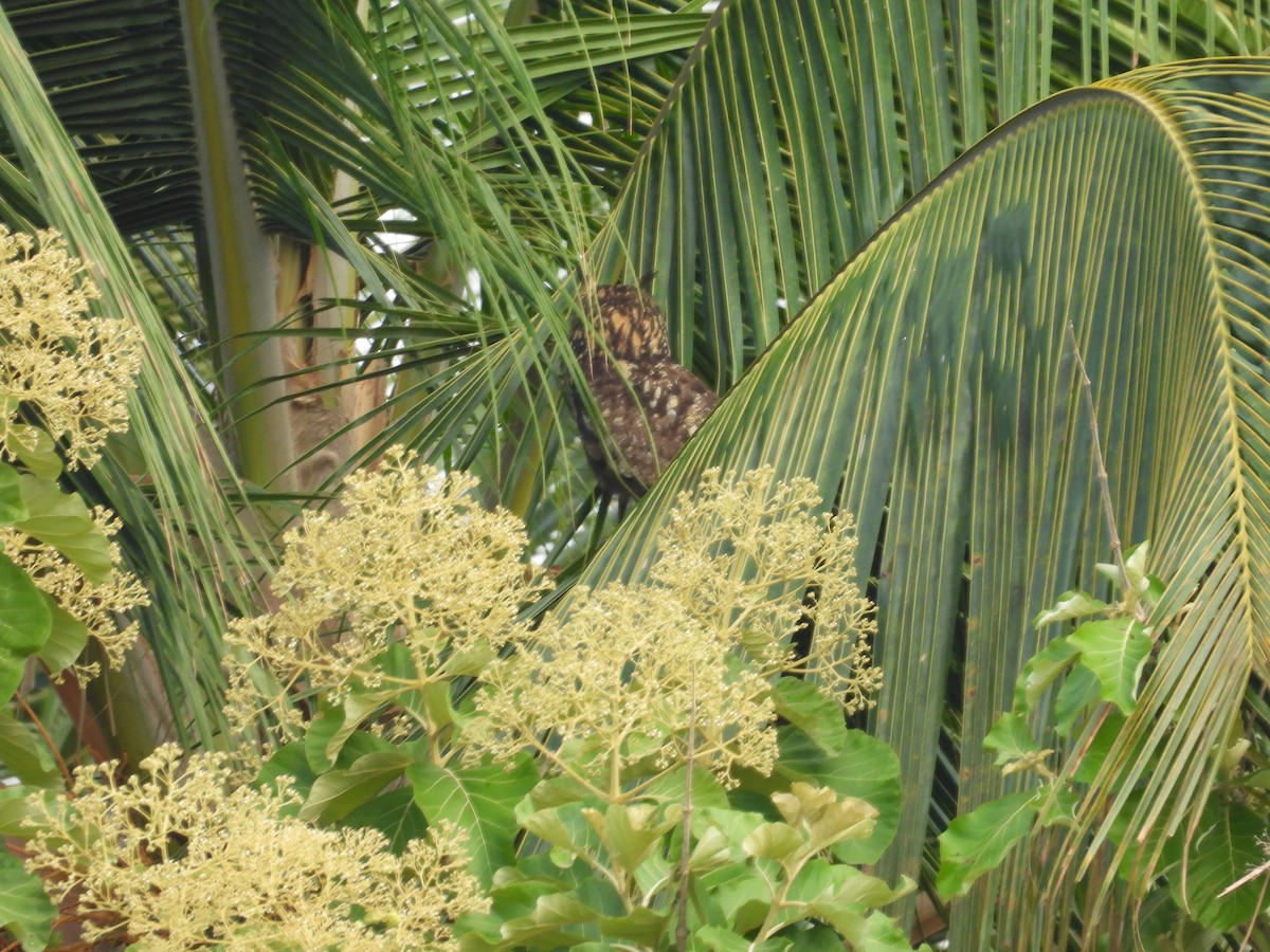 Rock Eagle-Owl - Rahul Kumaresan