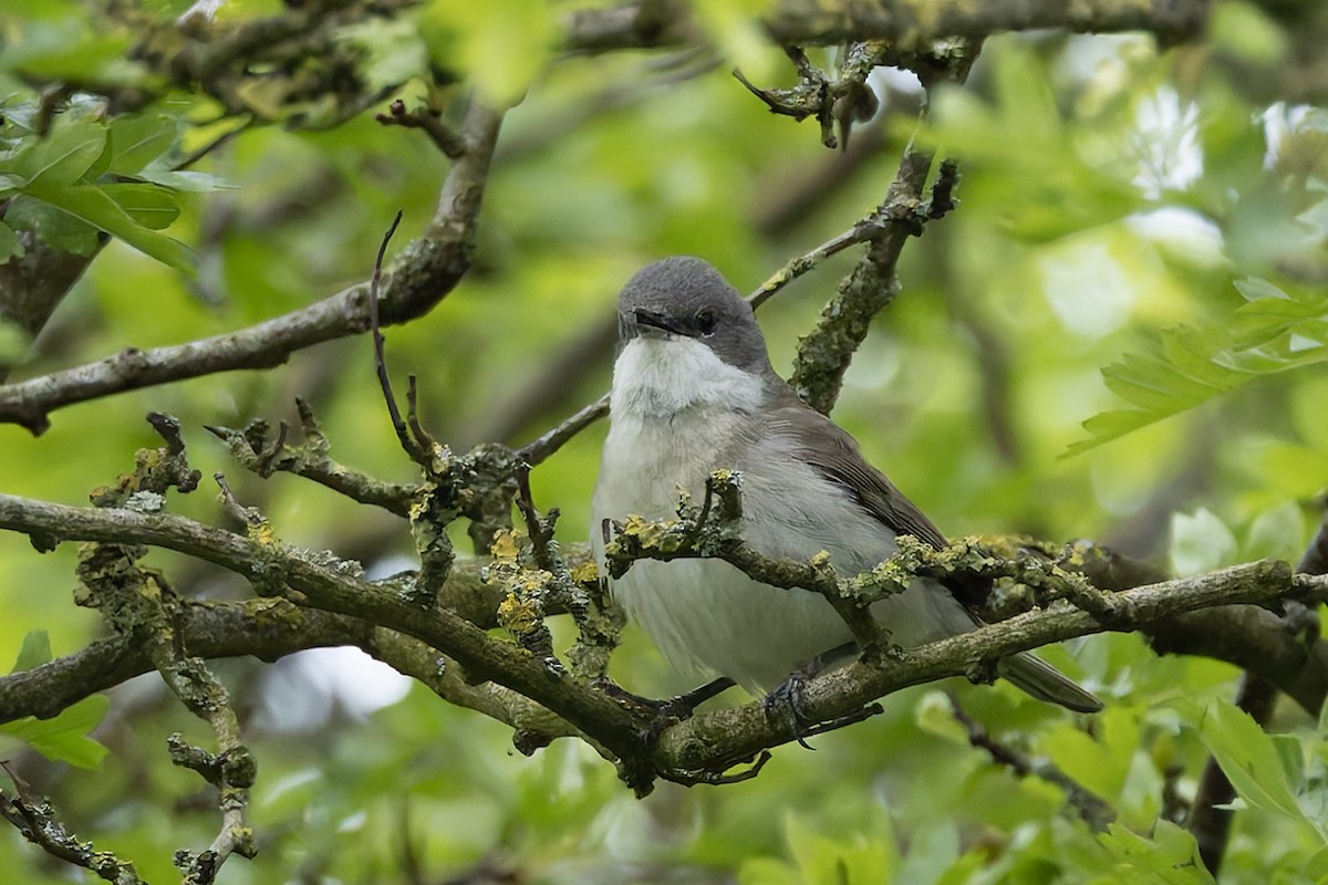 Lesser Whitethroat - Graham Ella