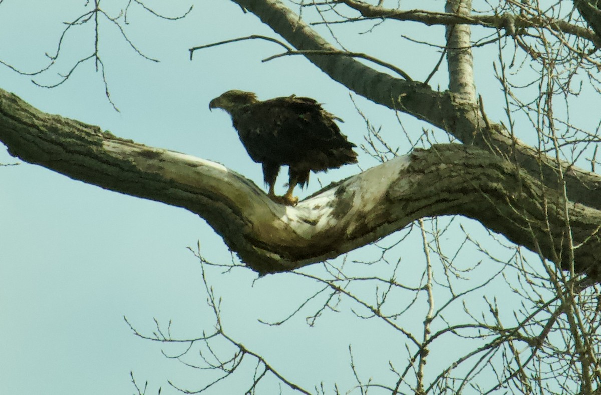 Bald Eagle - Linda Lackner