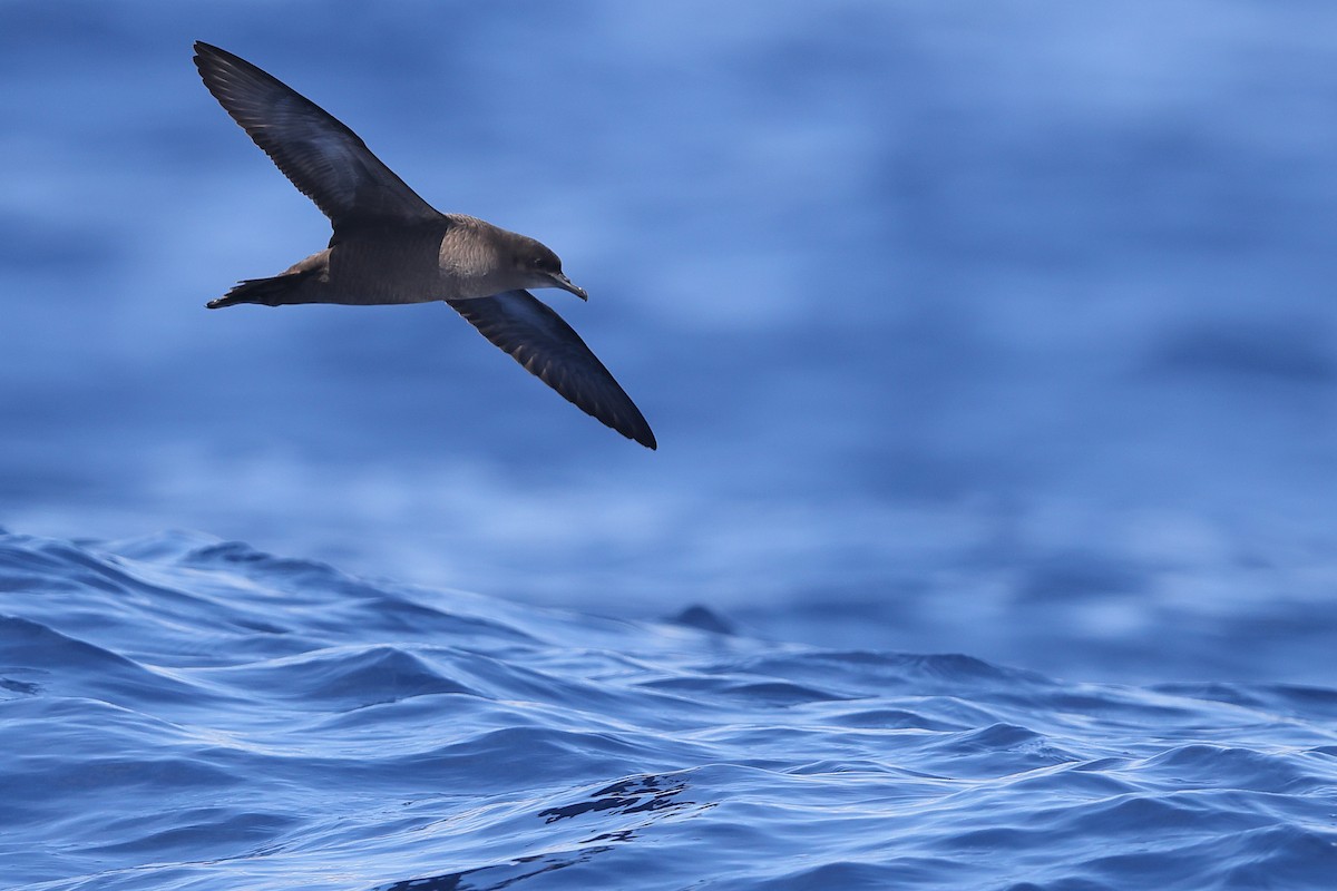 Short-tailed Shearwater - ML618811504
