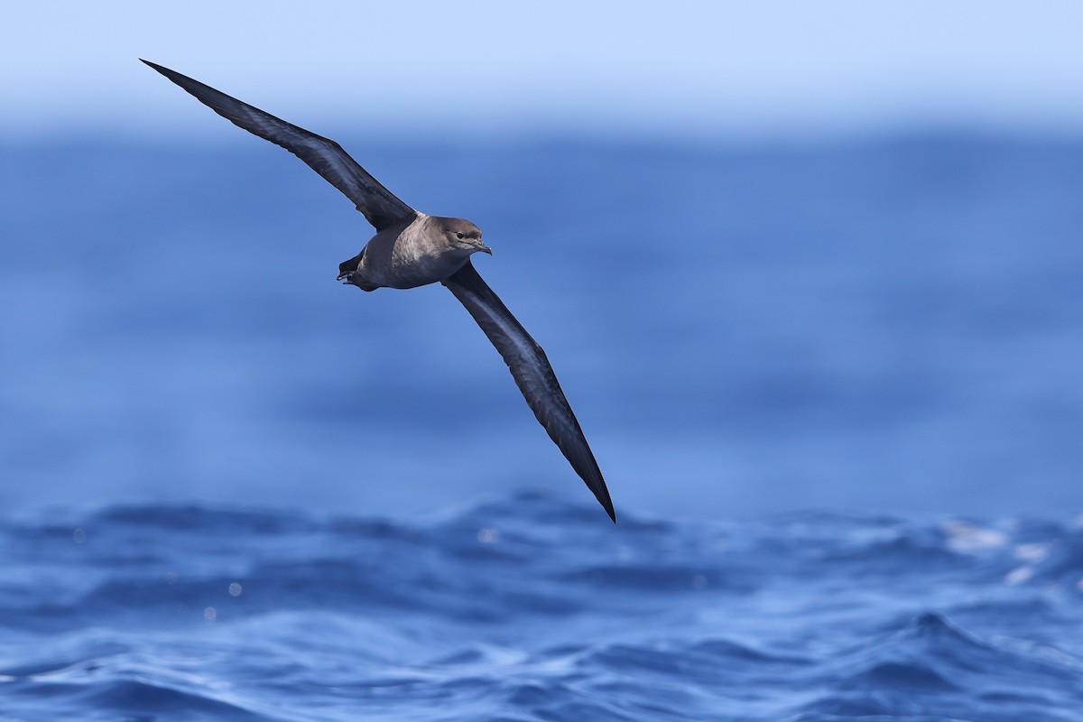 Short-tailed Shearwater - ML618811505