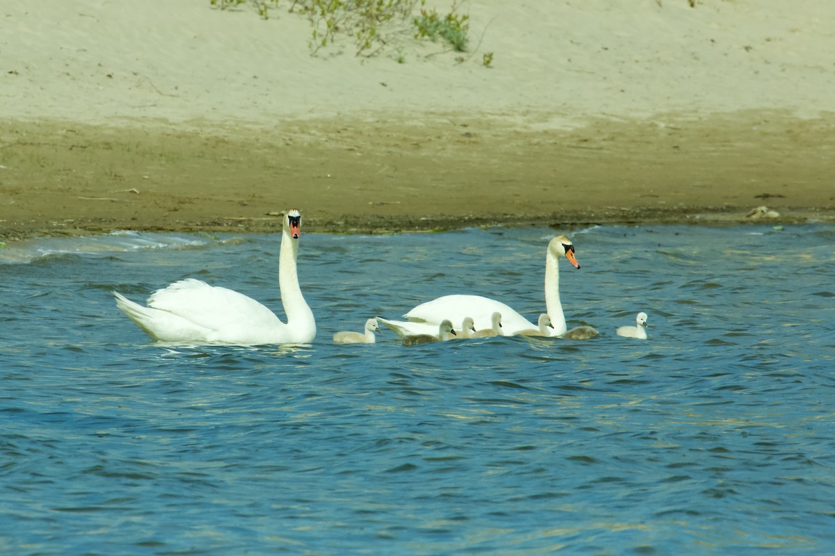 Mute Swan - Linda Lackner