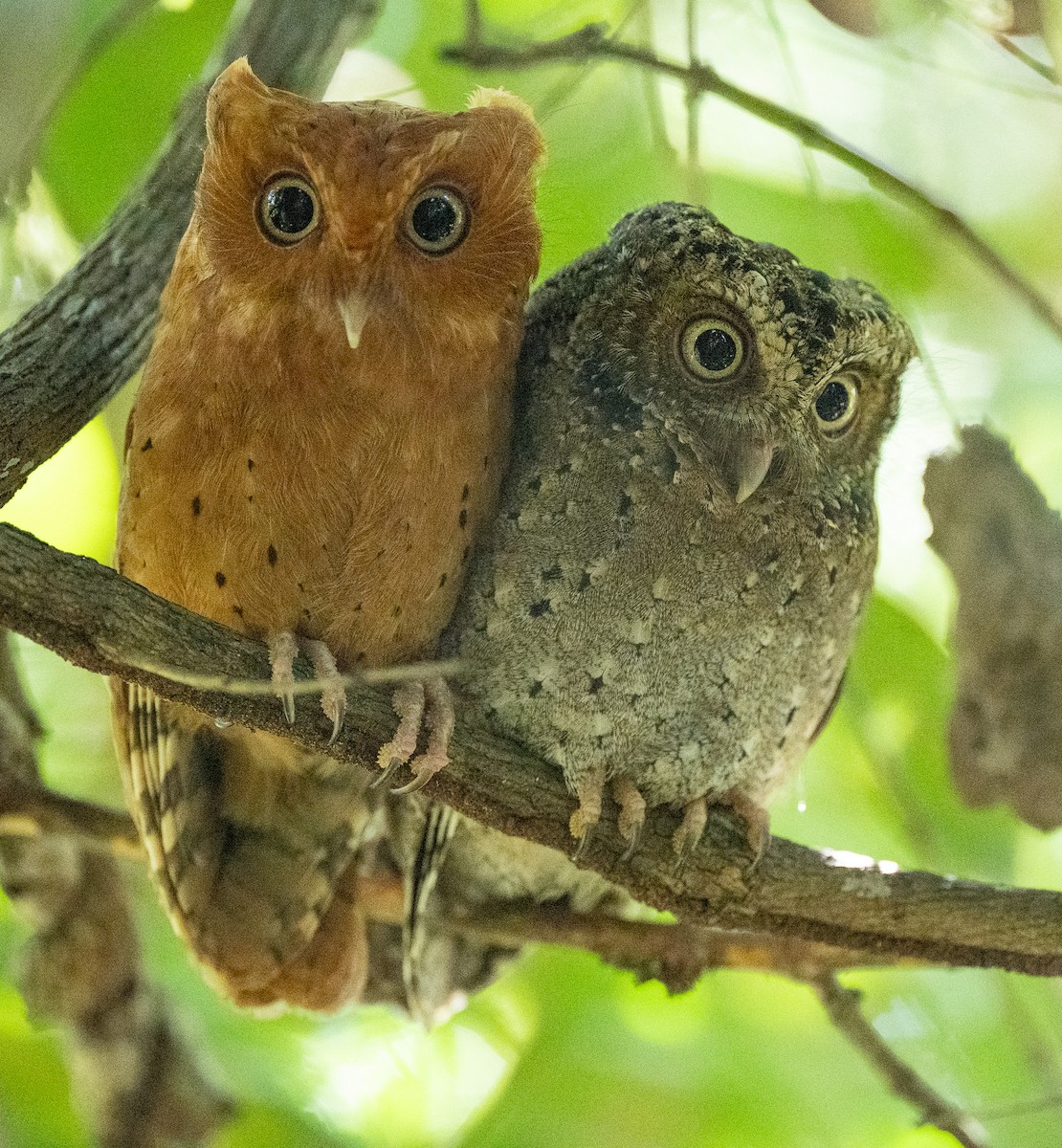 Sokoke Scops-Owl - Lizabeth Southworth