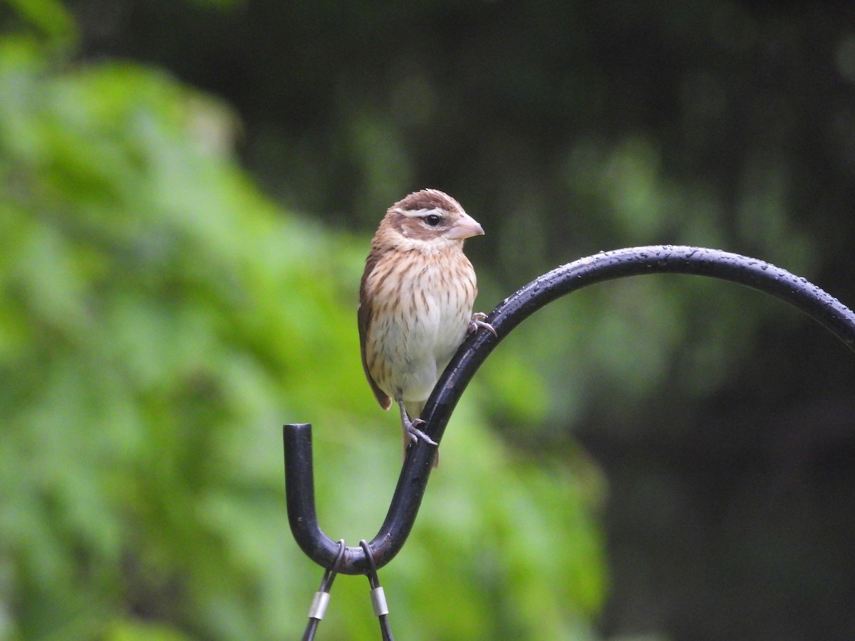 Rose-breasted Grosbeak - Rick Luehrs