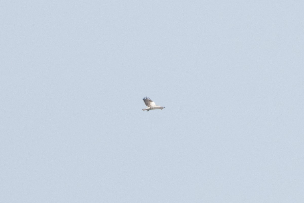 Common Buzzard - Letty Roedolf Groenenboom