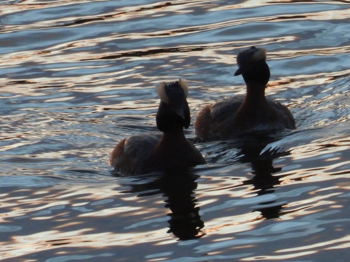 Horned Grebe - Vince Hiebert