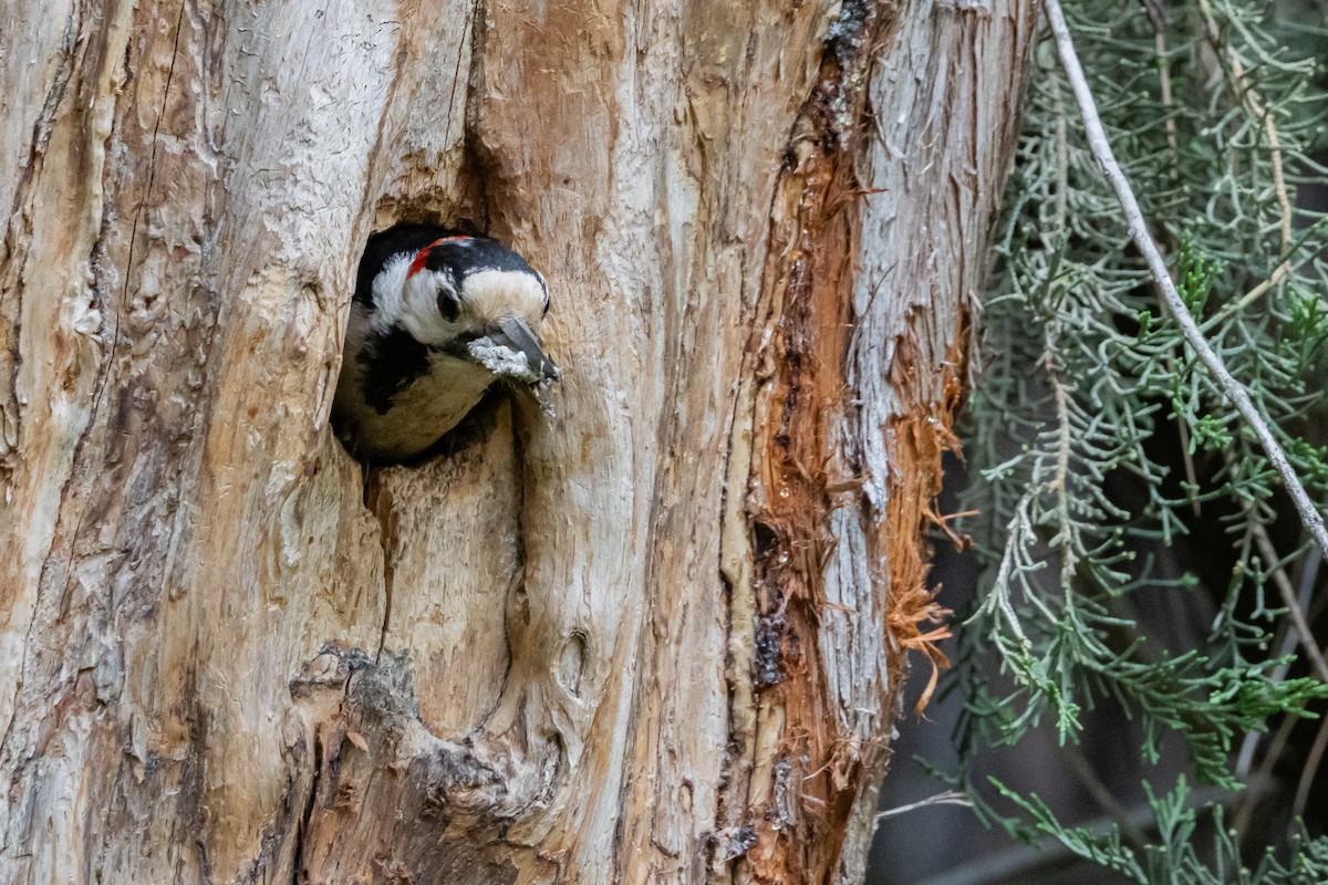 Syrian Woodpecker - Piki Ish-Shalom