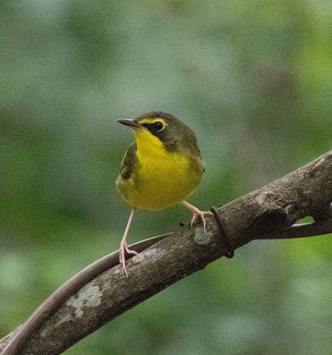 Kentucky Warbler - Robert Provost