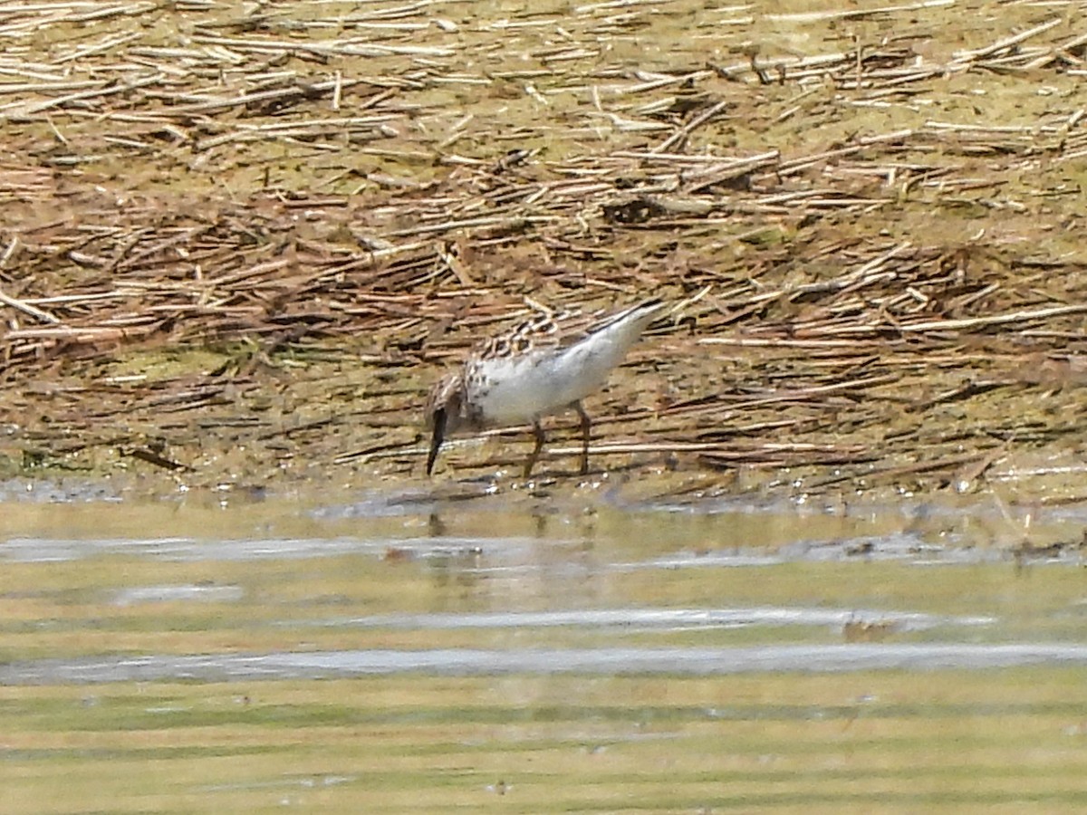 Least Sandpiper - Susan Brauning