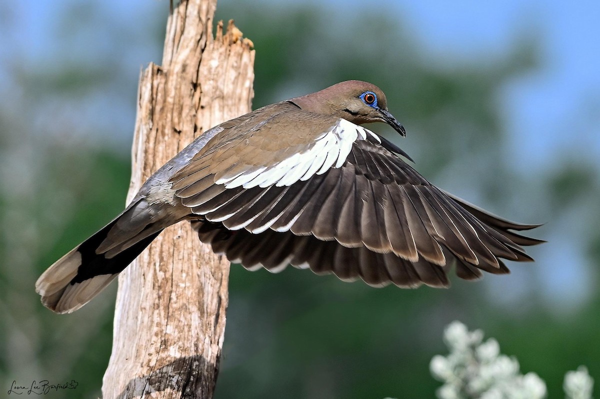 White-winged Dove - Laura Barfield