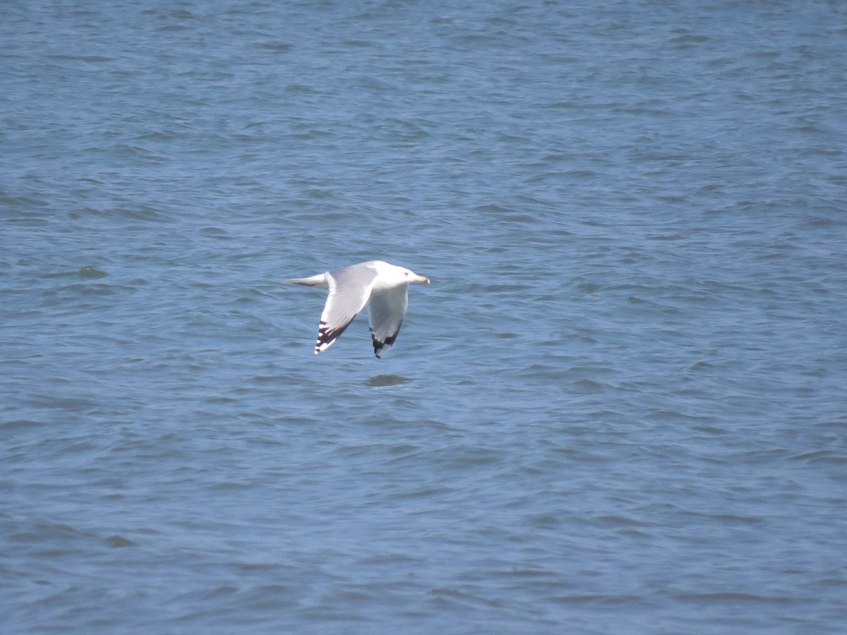 Caspian Gull - Mark Smiles