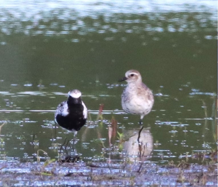 Black-bellied Plover - Aldo Bertucci