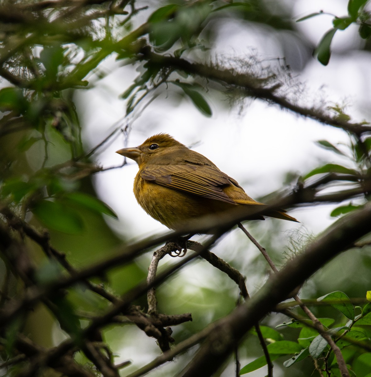 Summer Tanager - Robert Provost