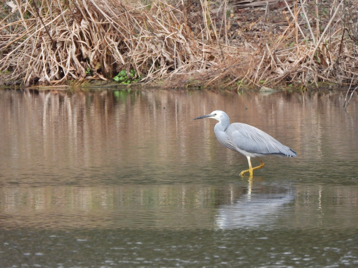 White-faced Heron - Jeffrey Crawley